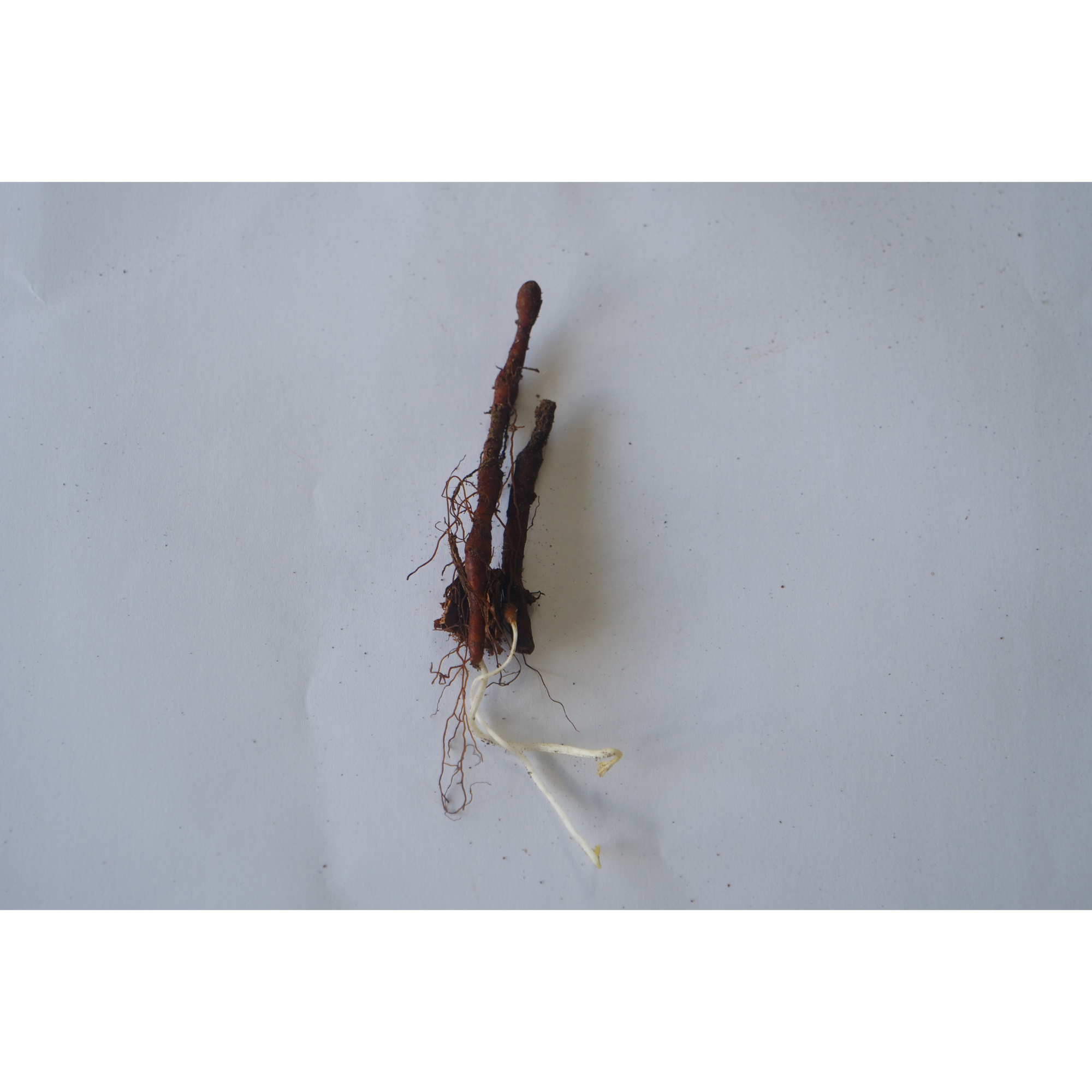 Wood Anemone Wildflower In the Green Bulbs Anemone nemorosa